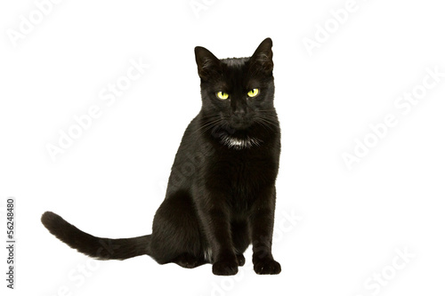 Fototapeta Naklejka Na Ścianę i Meble -  Katze wartet