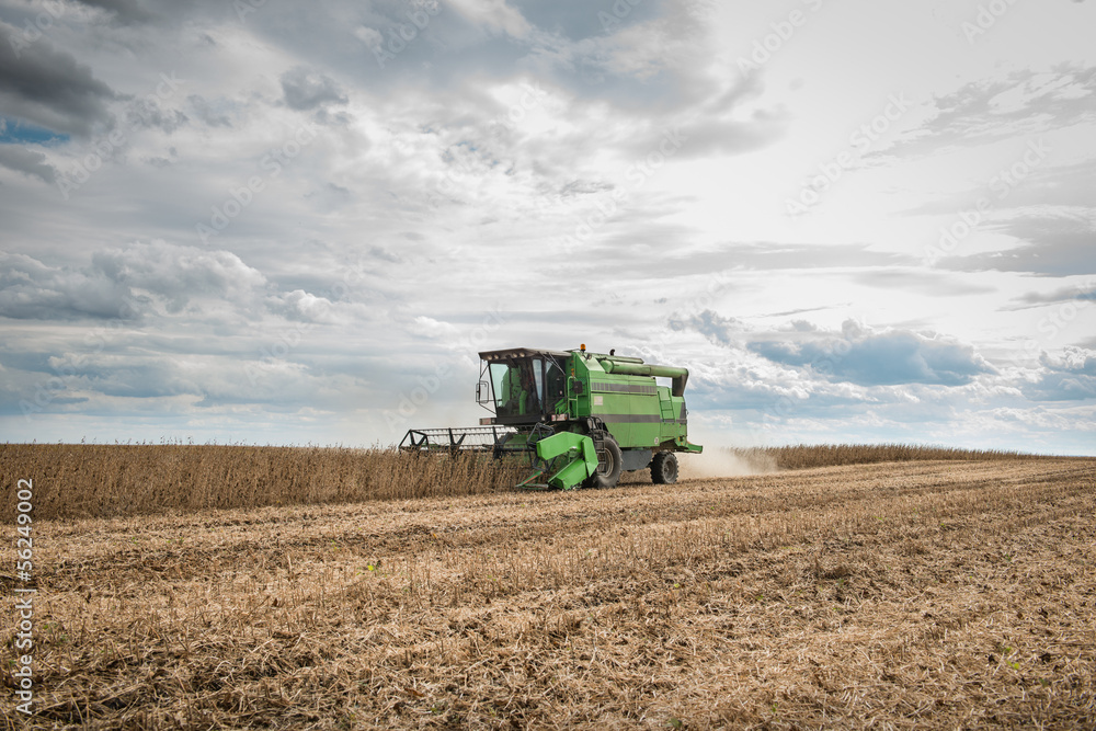 Fototapeta premium soybean harvest