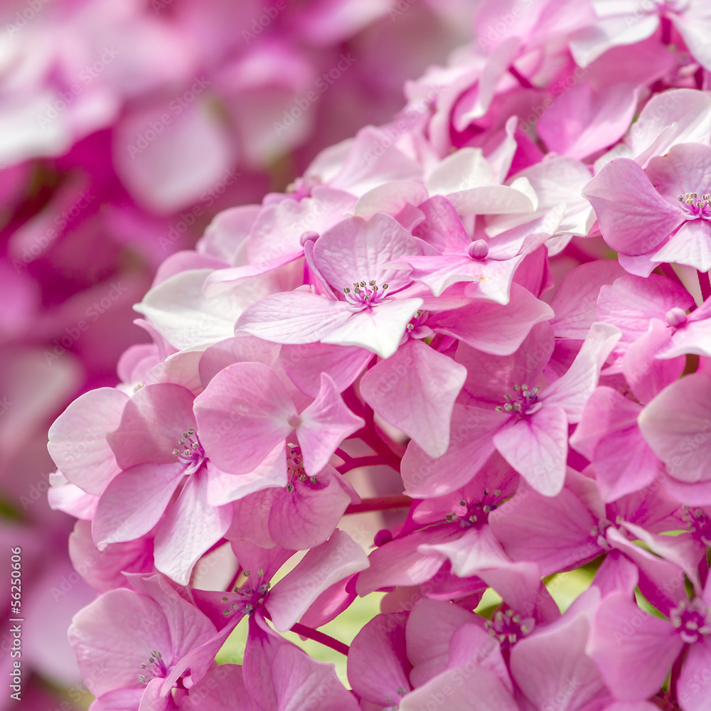 Beautiful small pink flowers closeup
