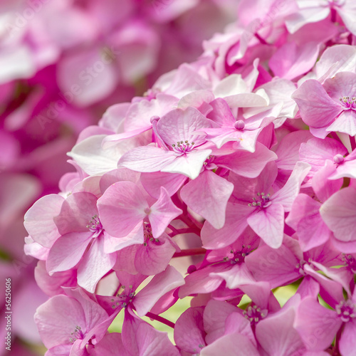 Beautiful small pink flowers closeup © Mazur Travel