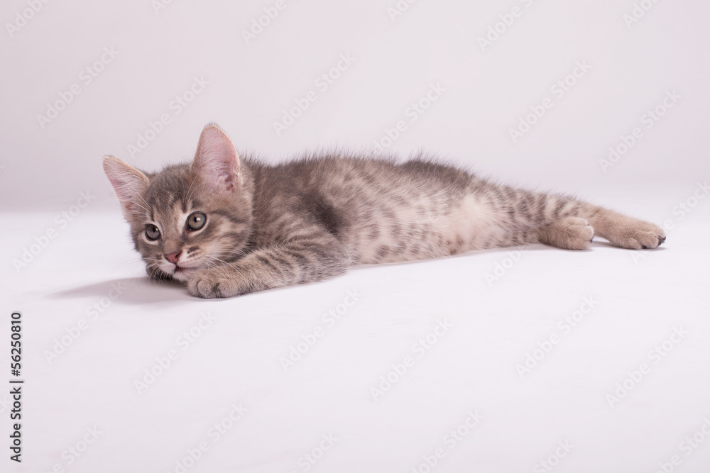 Kitten Kitten
