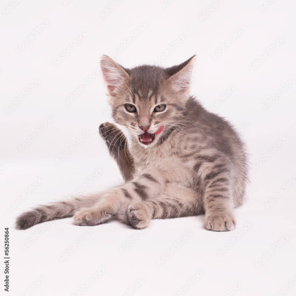 Obraz premium Kitten