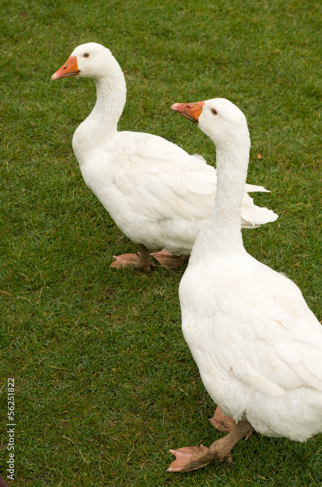 Obraz premium two ducks