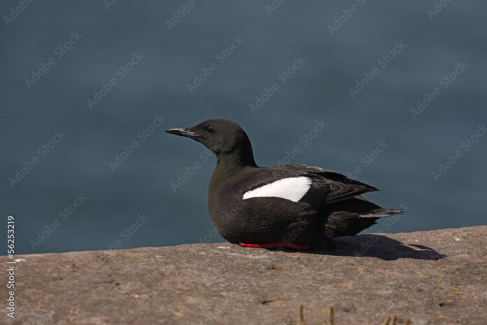 Fototapeta premium Black guillemot, Cepphus grylle