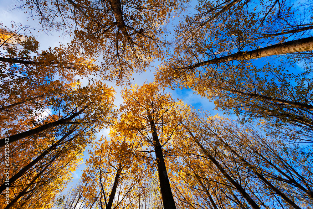 Fototapeta premium Autumn Sky