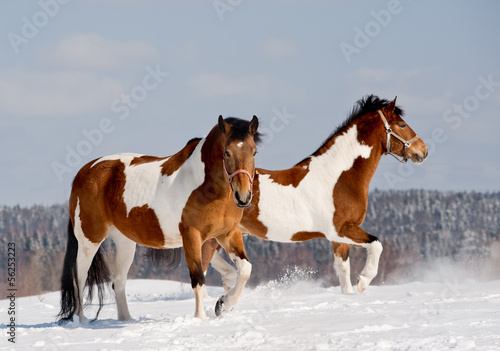 pinto horses