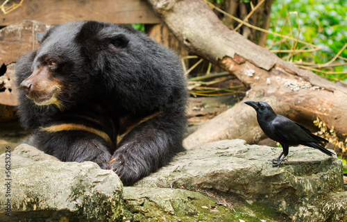Bear and Crow.