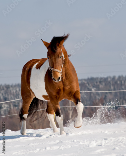 pinto horse