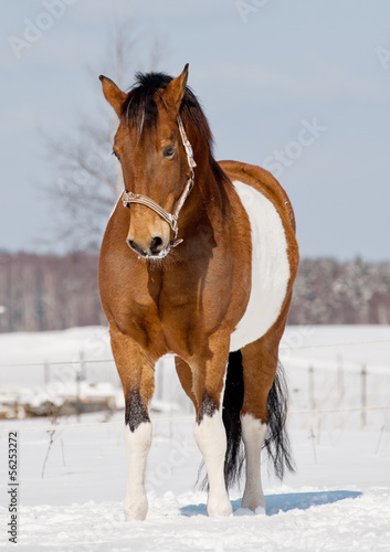pinto horse © Mari_art