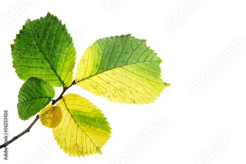 Alder leaves