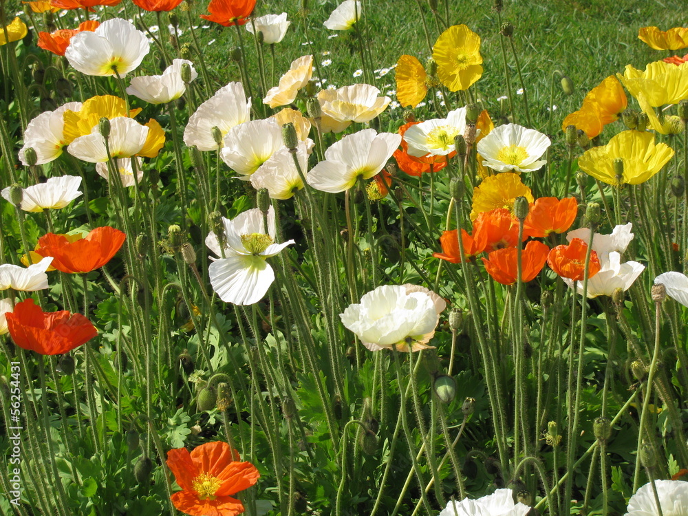 coquelicots coquelicots
