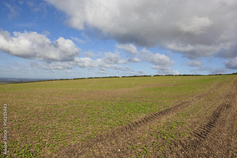 young canola seedlings young canola seedlings