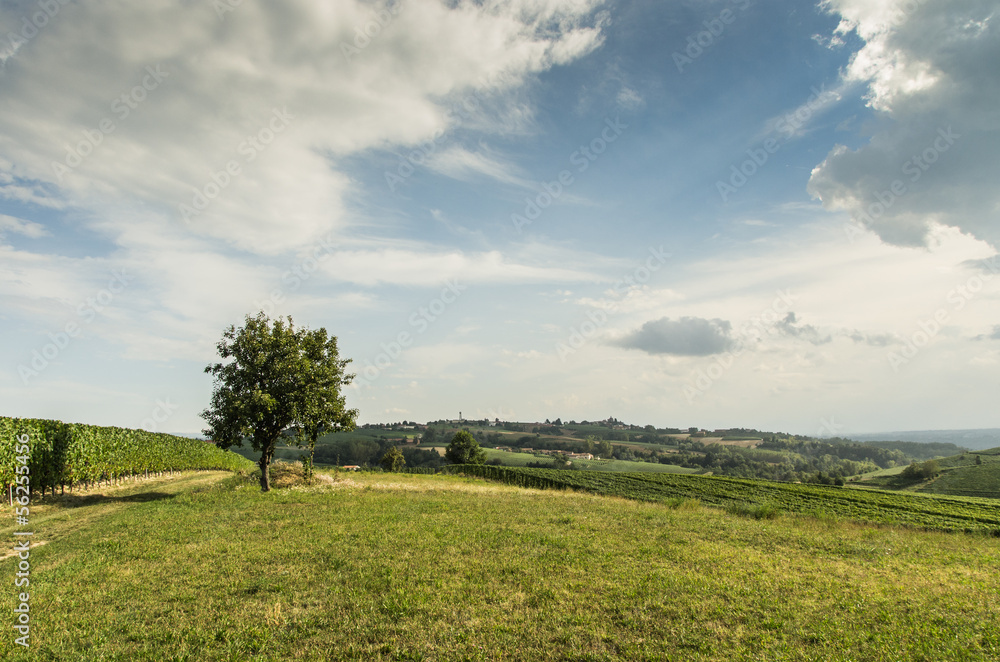 Vigne nel tardo pomeriggio