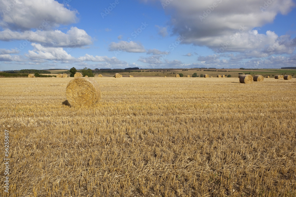 Fototapeta premium golden bales
