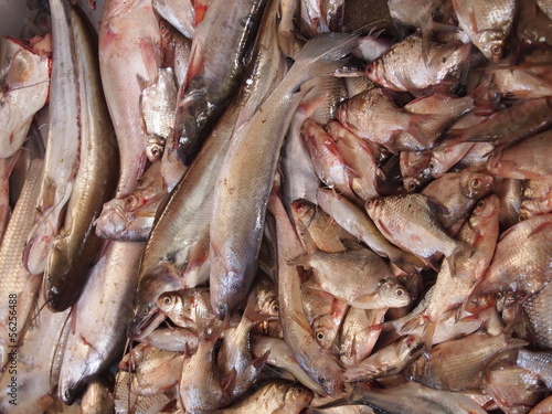 Fishes for sale on asian market