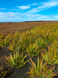 Aloe vera field on Canary Islands