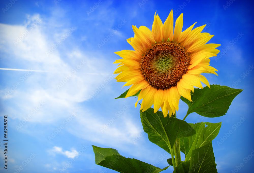 Beautiful sunflower against blue sky