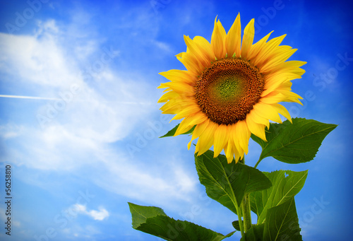 Beautiful sunflower against blue sky