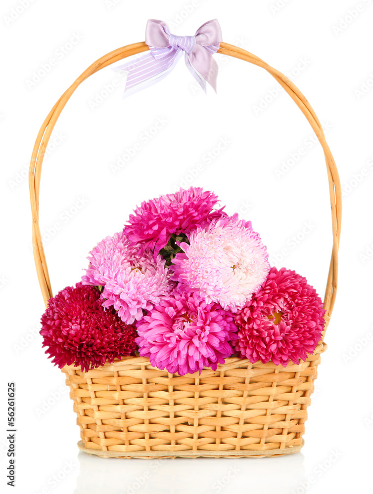 Bright aster flowers in basket, isolated on white Bright aster flowers in basket, isolated on white