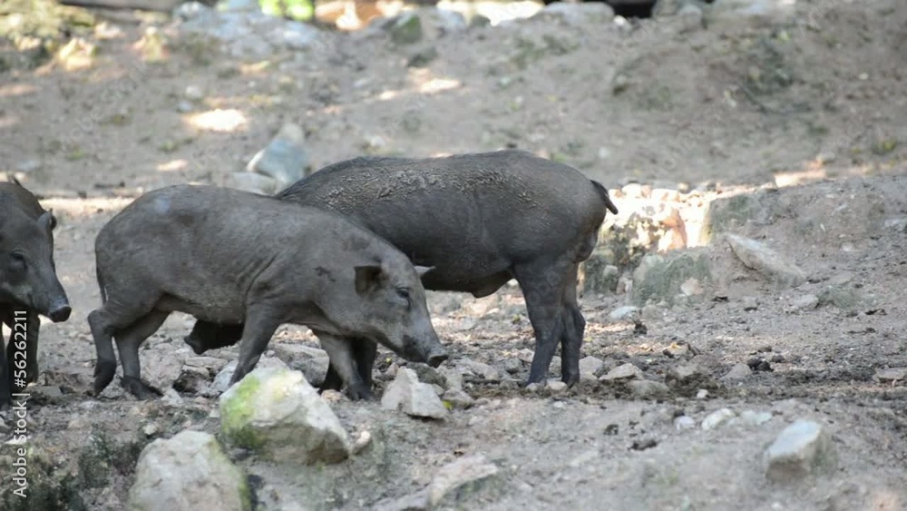wild boars in the reproductive activities wild boars in the reproductive activities