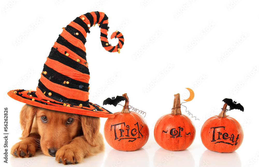 Obraz premium Halloween puppy