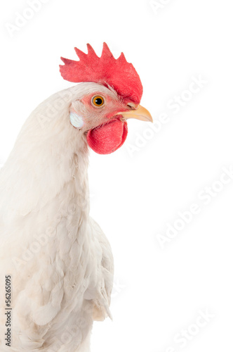A hen is a laying hen of white color. With a large comb.