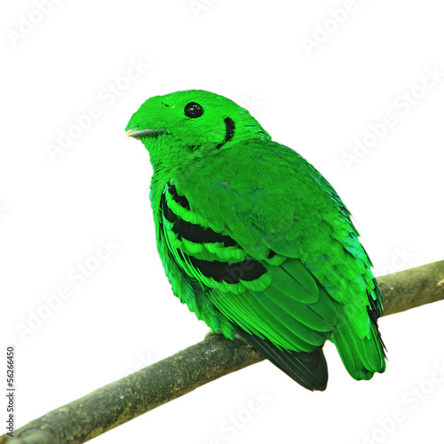 Green Broadbill photo