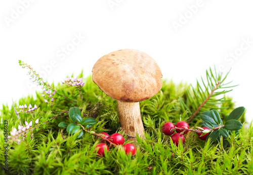 Forest mushroom in moss