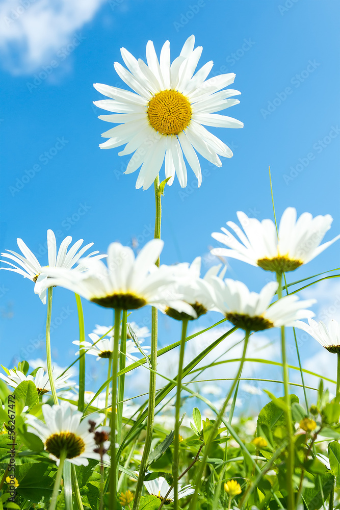 Fototapeta premium daisy flower field against blue sky