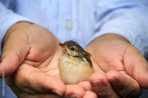 Little sparrow on the palm of human hands