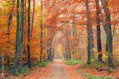 Colorful autumn park