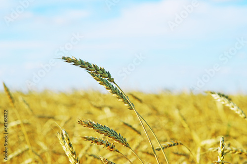 wheat field