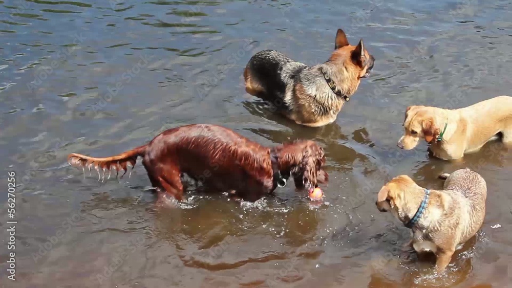 Dogs playing in water Dogs playing in water
