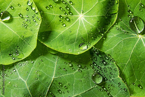 green dewy leaves photo