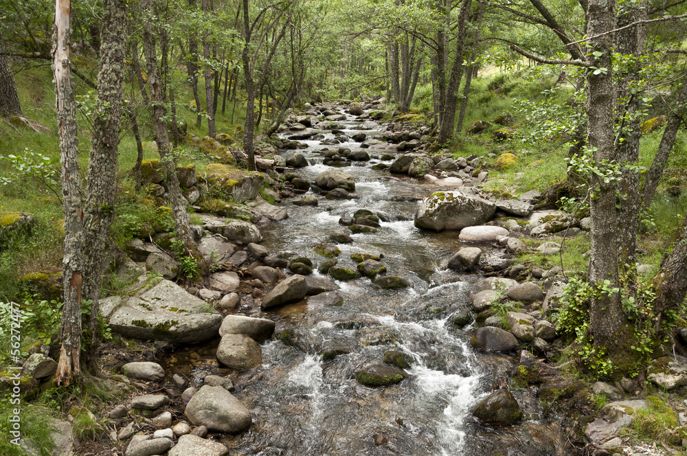 Alder trees growing next to a small stream Alder trees growing next to a small stream