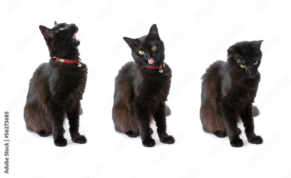 Three views of a black cat with long hair isolated on white