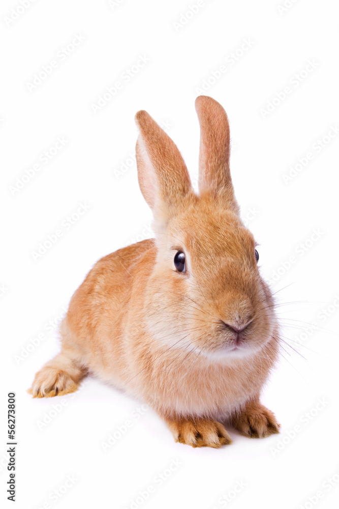 Timid young red rabbit isolated on white background Timid young red rabbit isolated on white background