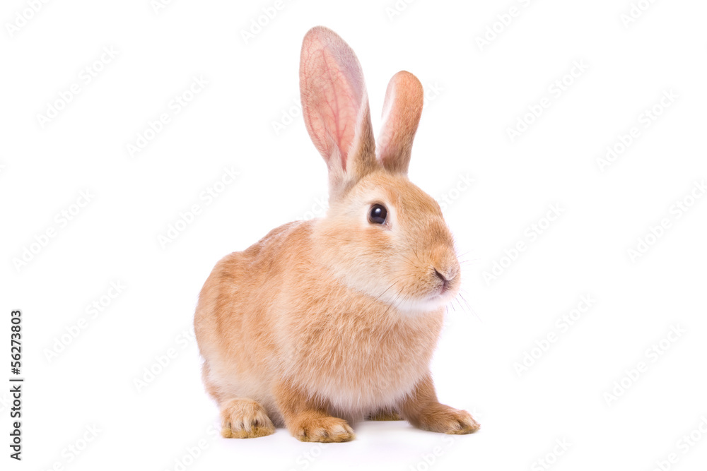 Curious young red rabbit isolated on white background.. Curious young red rabbit isolated on white background..
