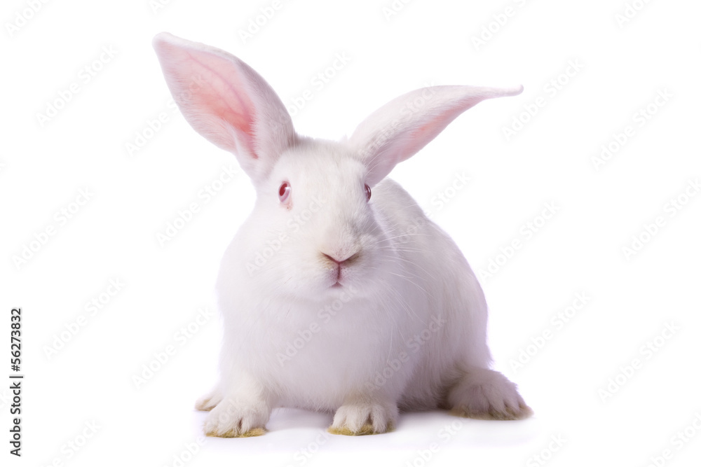 Naklejka premium Curious young white rabbit isolated on white background.