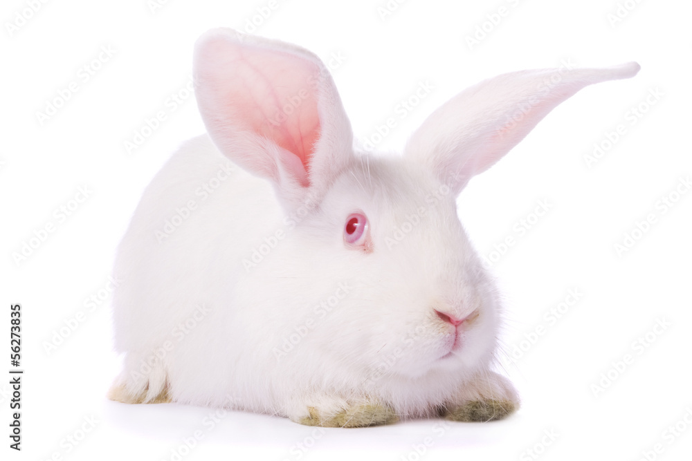 Timid young white rabbit isolated on white background.