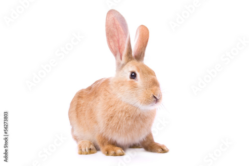 Curious young red rabbit isolated on white background..