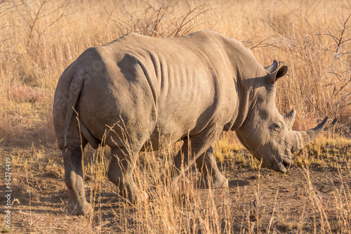 A rhino grazing