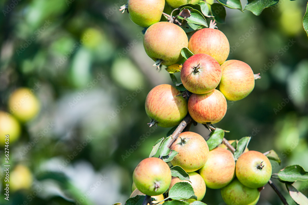 Garden apple tree with red and green apples Garden apple tree with red and green apples