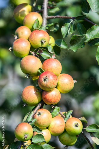 Green and red apples on apple tree branch in domestic garden