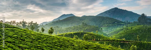Panel kuchenny z motywem Tea plantations
