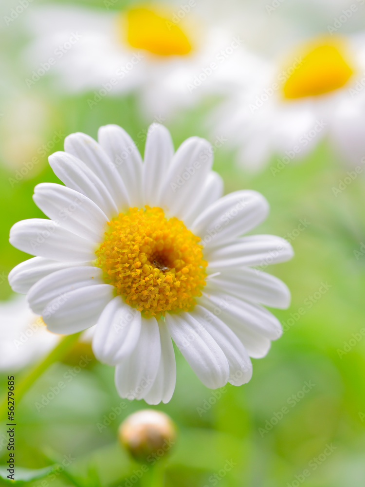 Obraz premium naure power