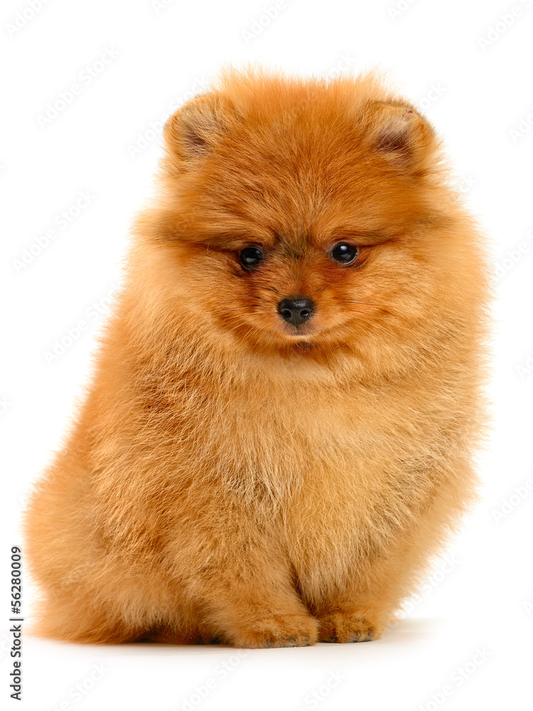 pomeranian puppy pomeranian puppy