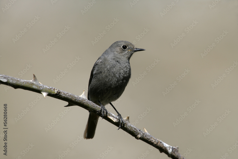 Black redstart, Phoenicurus ochruros, Black redstart, Phoenicurus ochruros,