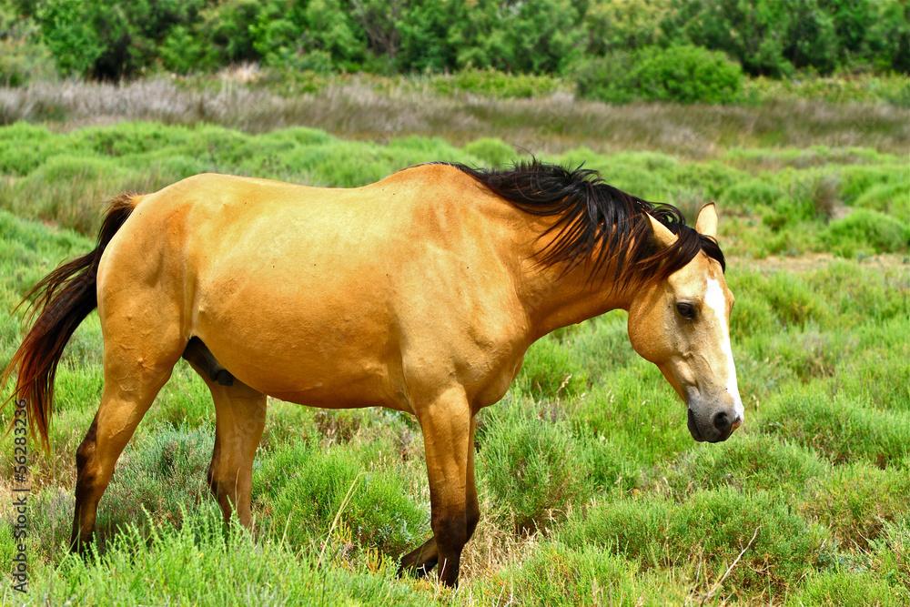 Fototapeta premium CHEVAL ET ETANG 2