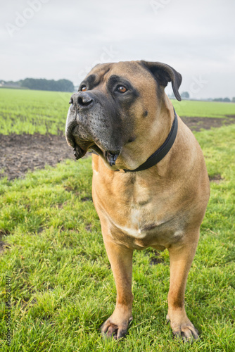 Boerboel